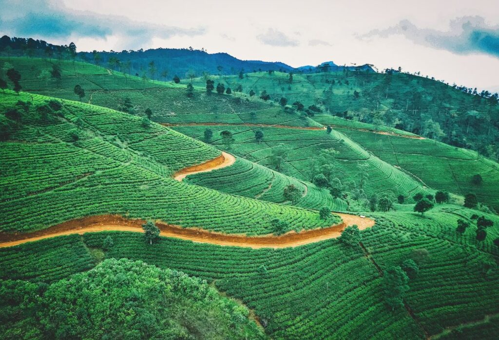 Tea plantation Sri Lanka. Sustainable practices help Fair Prices and Trade.