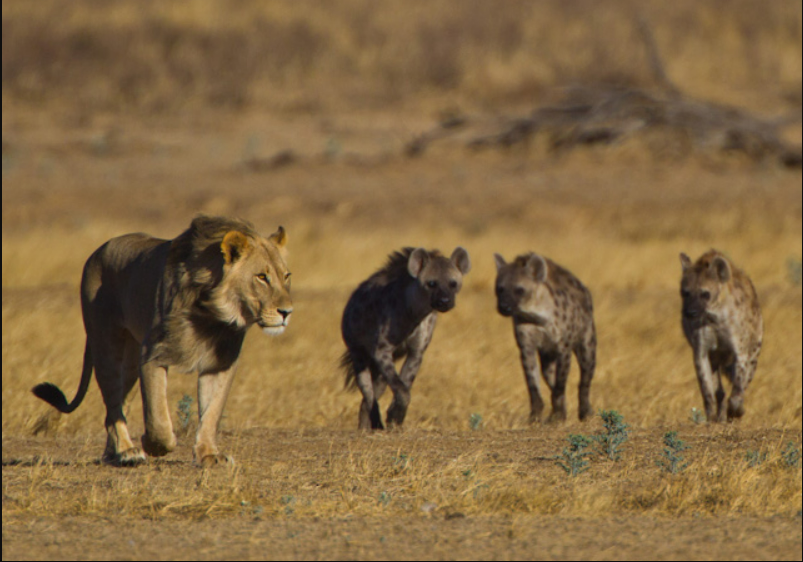 Coopetition between lions and hyenas during scavenging, showcasing coopetition in predator dynamics.