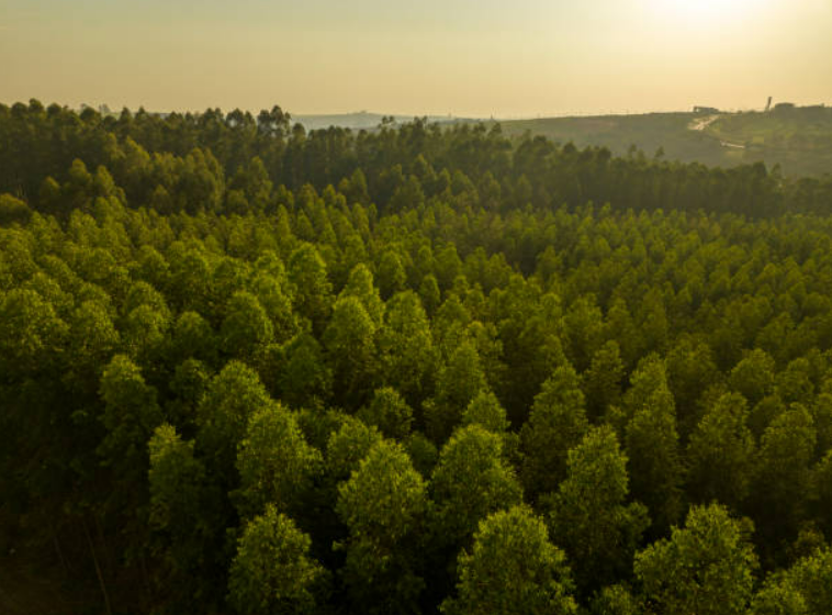 Reforestation efforts and other programs helped global tree cover to increase by 1.5 million hectares per year from 2015 to 2020 